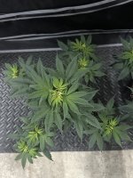IMG_0983.jpeg