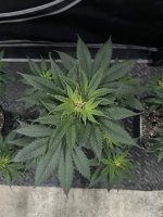 IMG_0984.jpeg