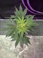 IMG_1021.jpeg