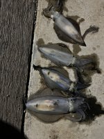 IMG_7717.jpeg