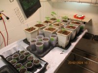 2 20 2024 007 feb starting plants with January starters.JPG