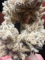 IMG_2766.jpeg