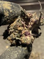 IMG_3984.jpeg