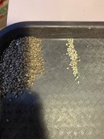IMG_3986.jpeg