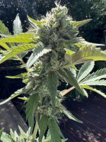 IMG_7876.jpeg