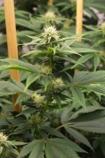 c91-4-bloom.JPG