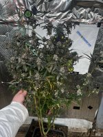 IMG_3477.jpeg
