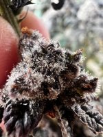 IMG_3481.jpeg