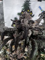 IMG_3484.jpeg