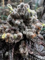 IMG_3517.jpeg