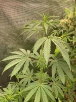 citrone2xterpenado.jpeg