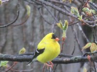 American Goldfinch May Colors.jpg