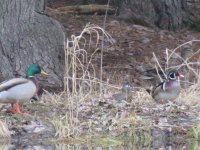 Mallards and Wood Ducks.jpg