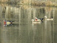 Wood Ducks - Two Pair.jpg