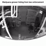 NarrowPointedCowrie-size_restricted.gif