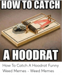 how-to-catch-a-hoodrat-how-to-catch-a-hoodrat-50849369.png