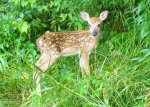 fawn july 9 .JPG
