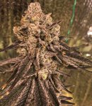 IMG_2966.jpg IMG_2966.jpg