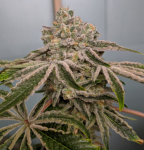 Screenshot_20200816-142518.png Screenshot_20200816-142518.png