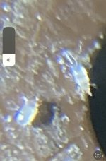 IMG_0559.jpeg