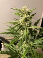 terpenade2.jpeg