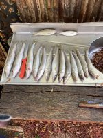 IMG_0022.jpeg