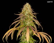 P3C_F2_Green Pheno.jpg