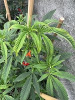 IMG_9151.jpeg