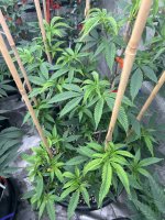 IMG_9150.jpeg