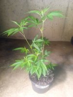 IMG_20240610_211443771.jpg