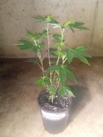 IMG_20240610_211538718.jpg