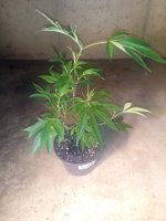 IMG_20240610_211622531.jpg