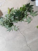 PXL_20240613_073502552.jpg