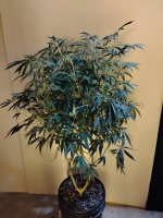 IMG_20240623_191952870.jpg