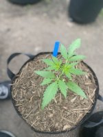 IMG_3794.jpeg