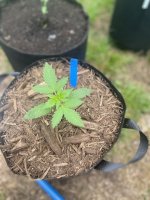 IMG_3793.jpeg