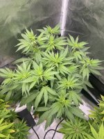IMG_3807.jpeg