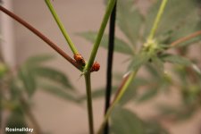 IMG_4068.jpg