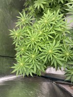 IMG_3837.jpeg