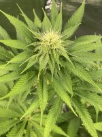 IMG_3847.jpeg