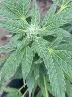 IMG_3870.jpeg