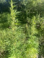 IMG_1614.jpeg