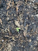 IMG_3941.jpeg