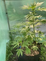 IMG_3935.jpeg