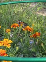 IMG_1632.jpeg