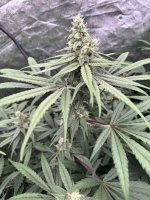 IMG_1388.jpeg