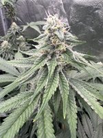 IMG_1389.jpeg