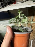 IMG_1396.jpeg