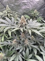 IMG_1432.jpeg