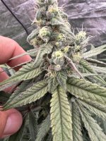 IMG_1433.jpeg